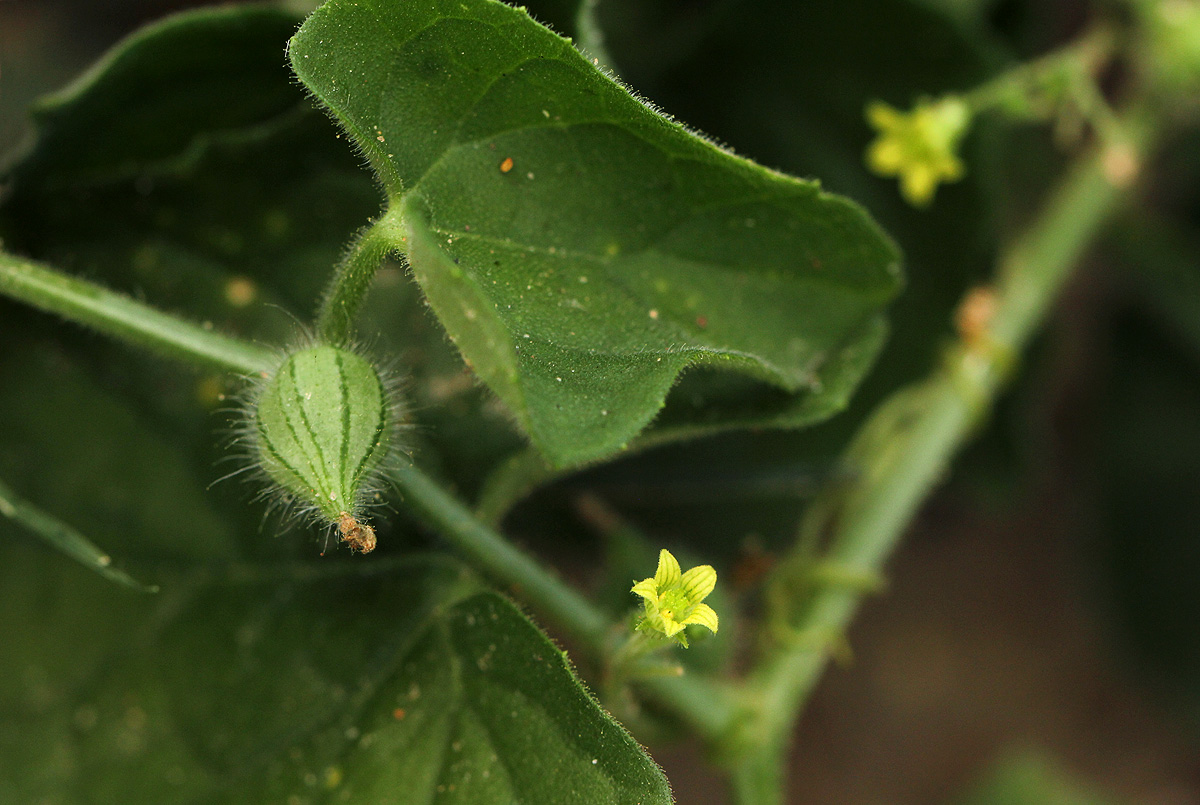 Kedrostis foetidissima Kedrostis foetidissima