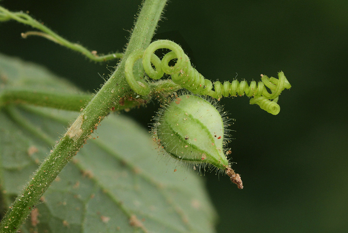 Kedrostis foetidissima Kedrostis foetidissima