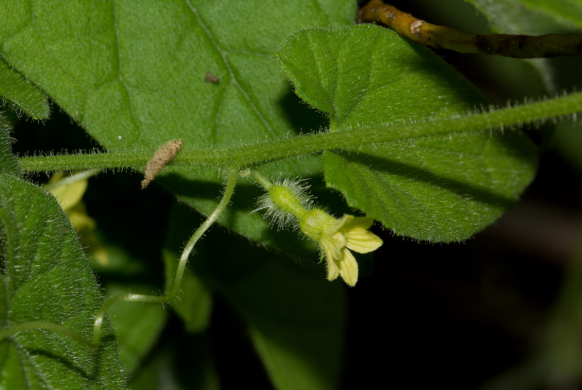 Kedrostis foetidissima Kedrostis foetidissima
