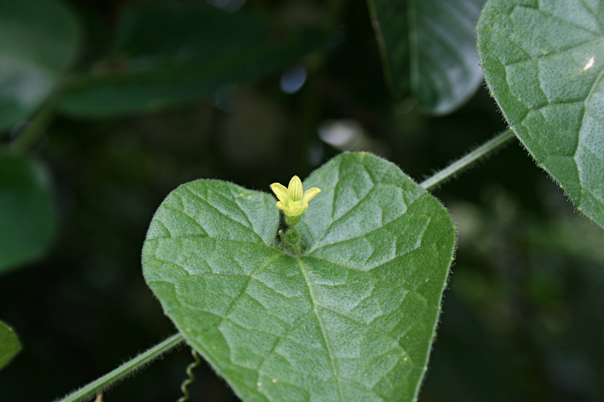 Kedrostis foetidissima Kedrostis foetidissima