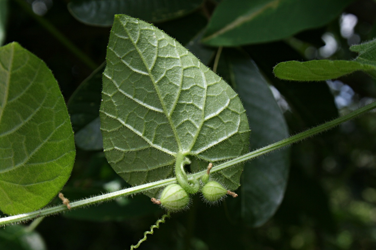 Kedrostis foetidissima Kedrostis foetidissima