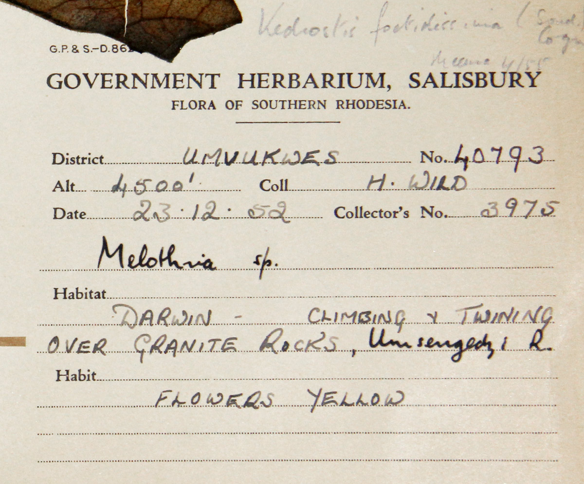 Kedrostis foetidissima Kedrostis foetidissima