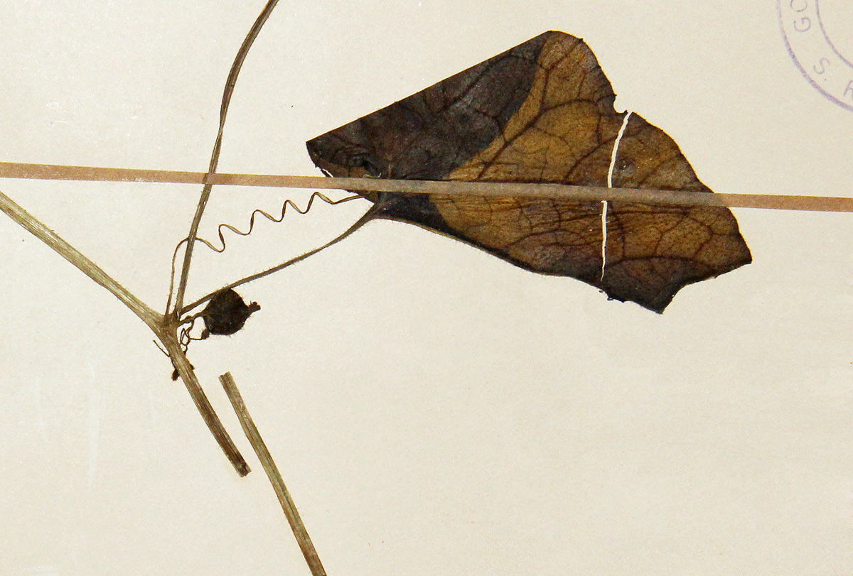 Kedrostis foetidissima Kedrostis foetidissima