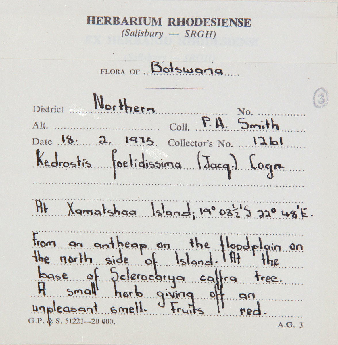 Kedrostis foetidissima Kedrostis foetidissima