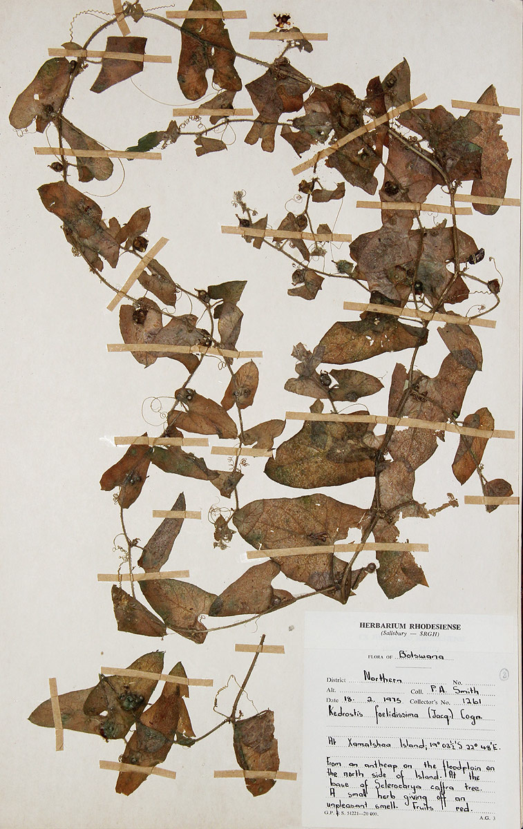 Kedrostis foetidissima Kedrostis foetidissima