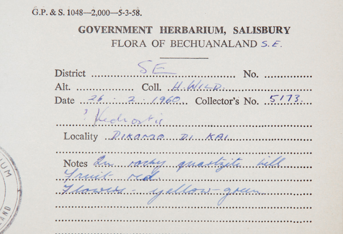 Kedrostis foetidissima Kedrostis foetidissima