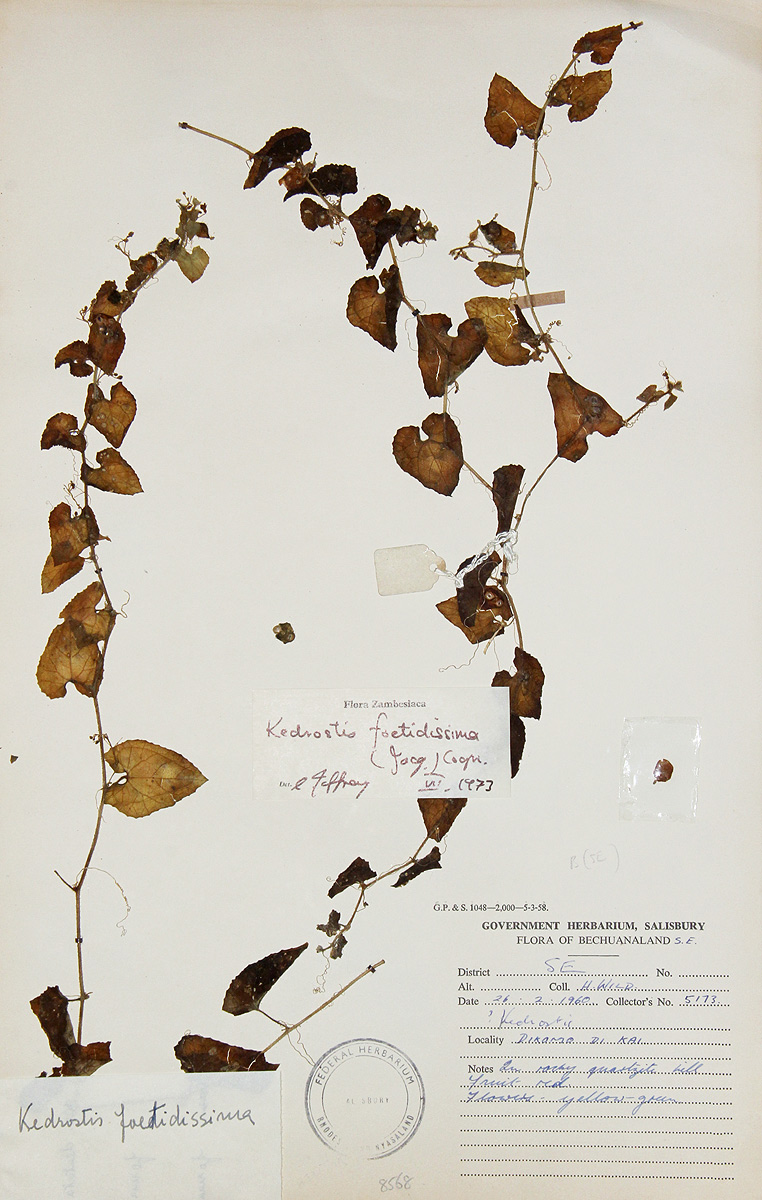 Kedrostis foetidissima Kedrostis foetidissima