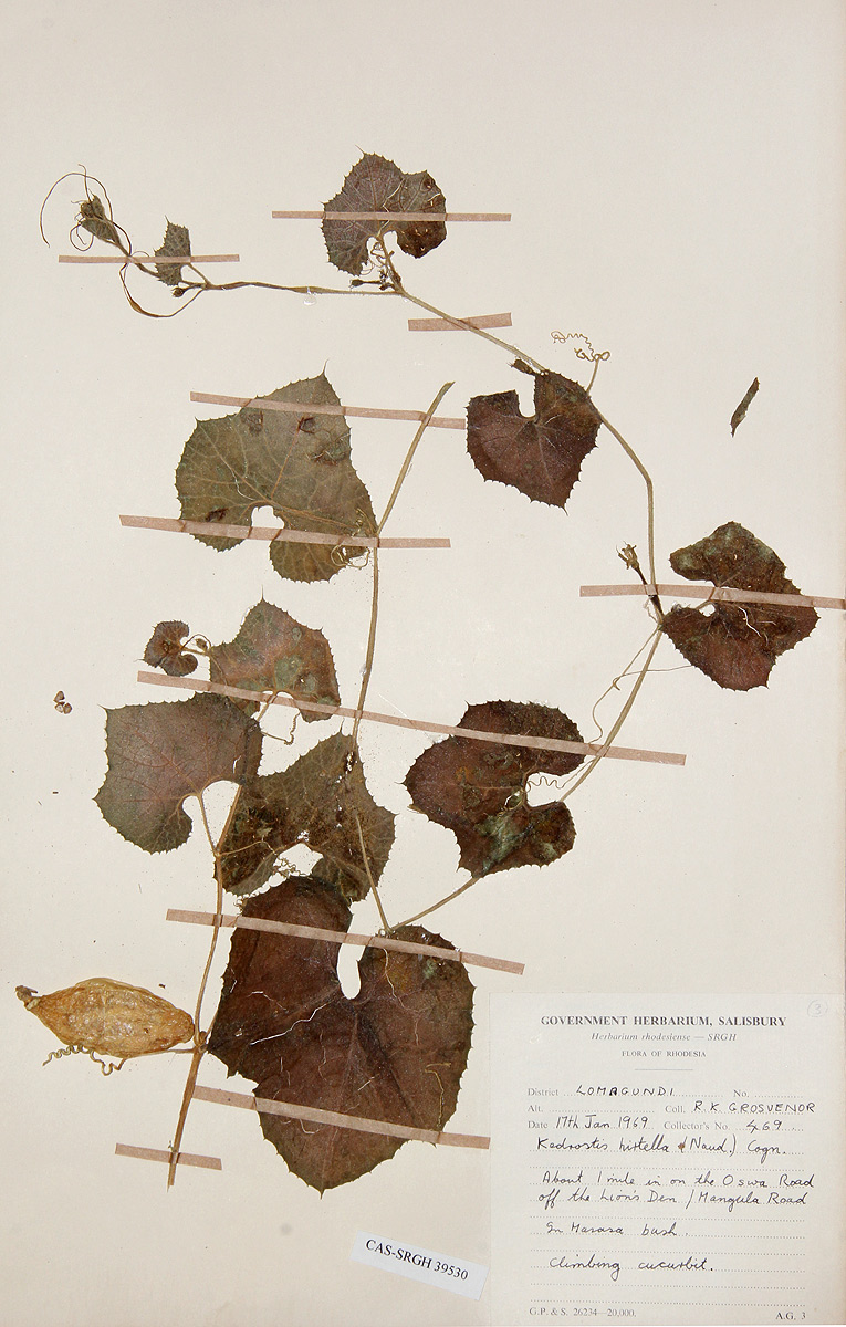 Kedrostis leloja Kedrostis leloja