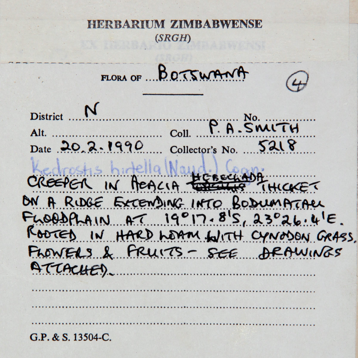 Kedrostis leloja Kedrostis leloja