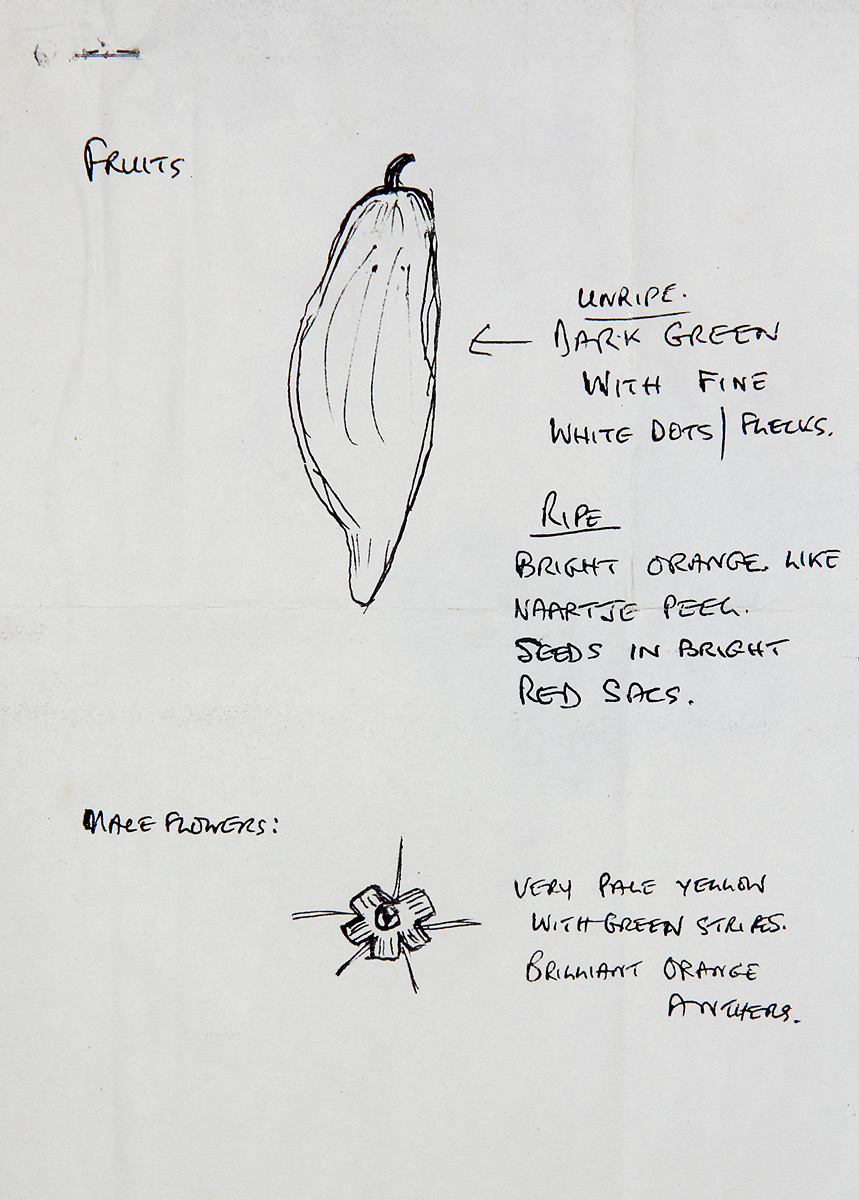 Kedrostis leloja Kedrostis leloja