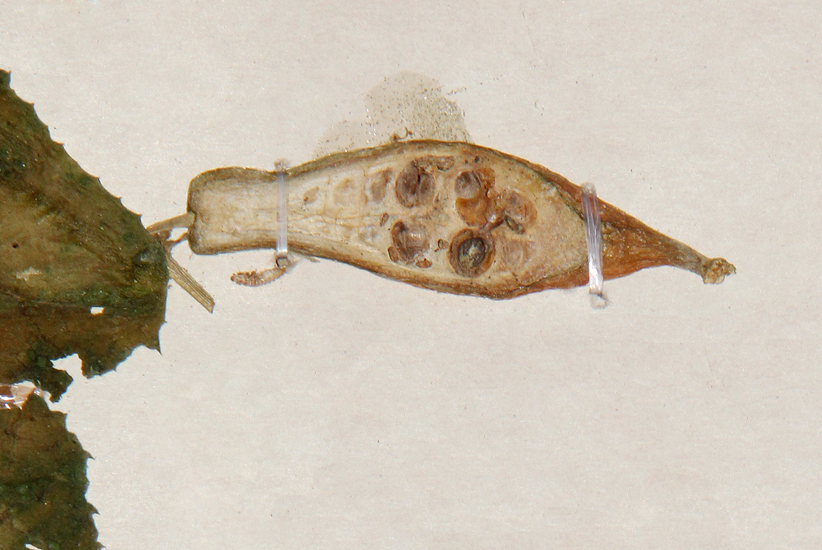 Kedrostis leloja Kedrostis leloja