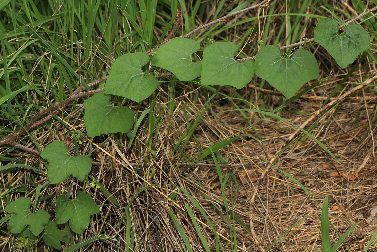 Kedrostis leloja Kedrostis leloja