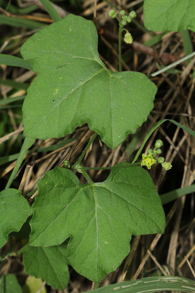Kedrostis leloja Kedrostis leloja