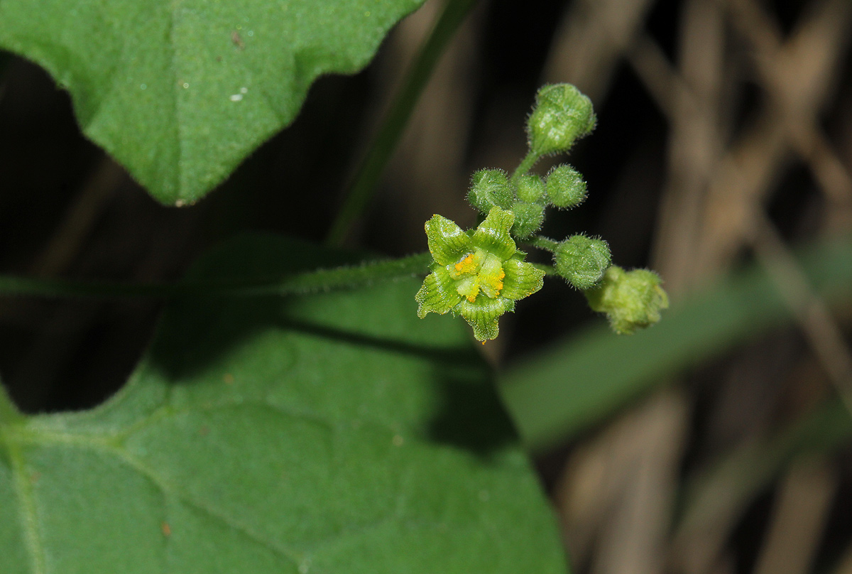 Kedrostis leloja Kedrostis leloja
