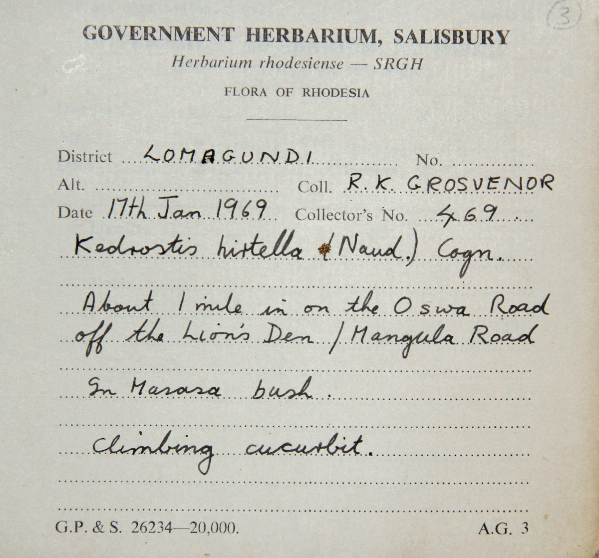 Kedrostis leloja Kedrostis leloja