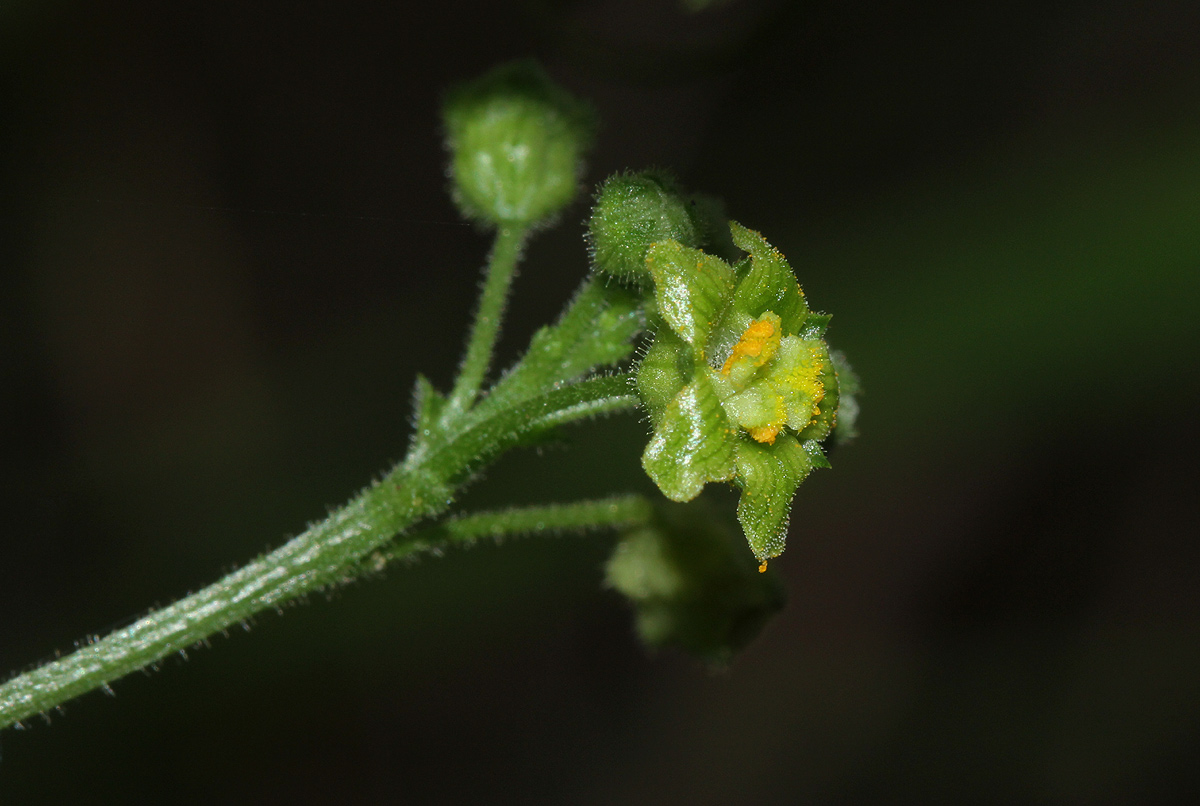 Kedrostis leloja Kedrostis leloja