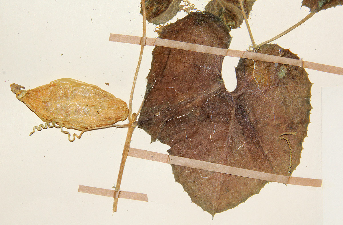 Kedrostis leloja Kedrostis leloja