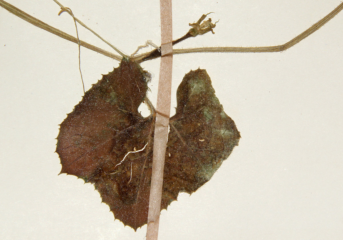 Kedrostis leloja Kedrostis leloja