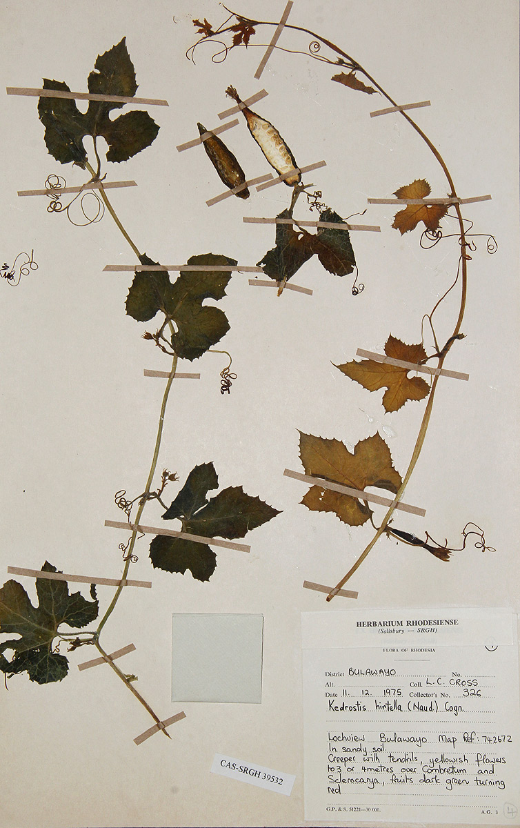 Kedrostis leloja Kedrostis leloja