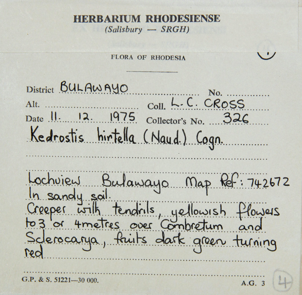 Kedrostis leloja Kedrostis leloja