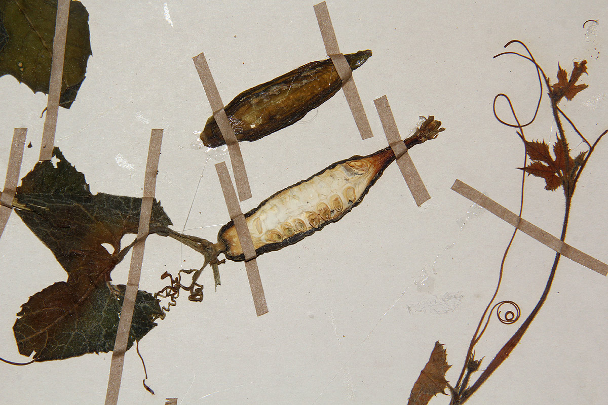 Kedrostis leloja Kedrostis leloja