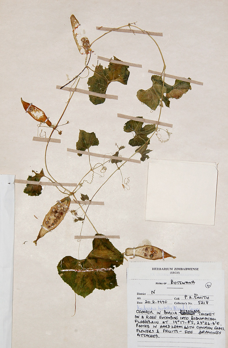 Kedrostis leloja Kedrostis leloja