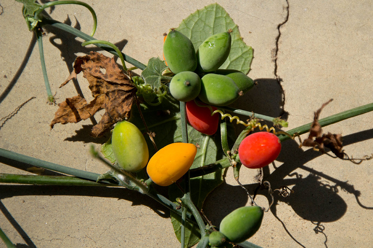 Corallocarpus bainesii Corallocarpus bainesii