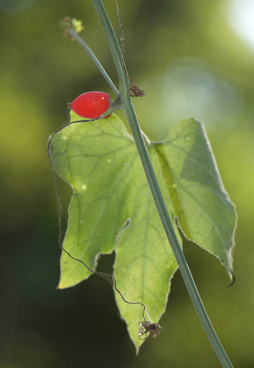 Corallocarpus bainesii Corallocarpus bainesii