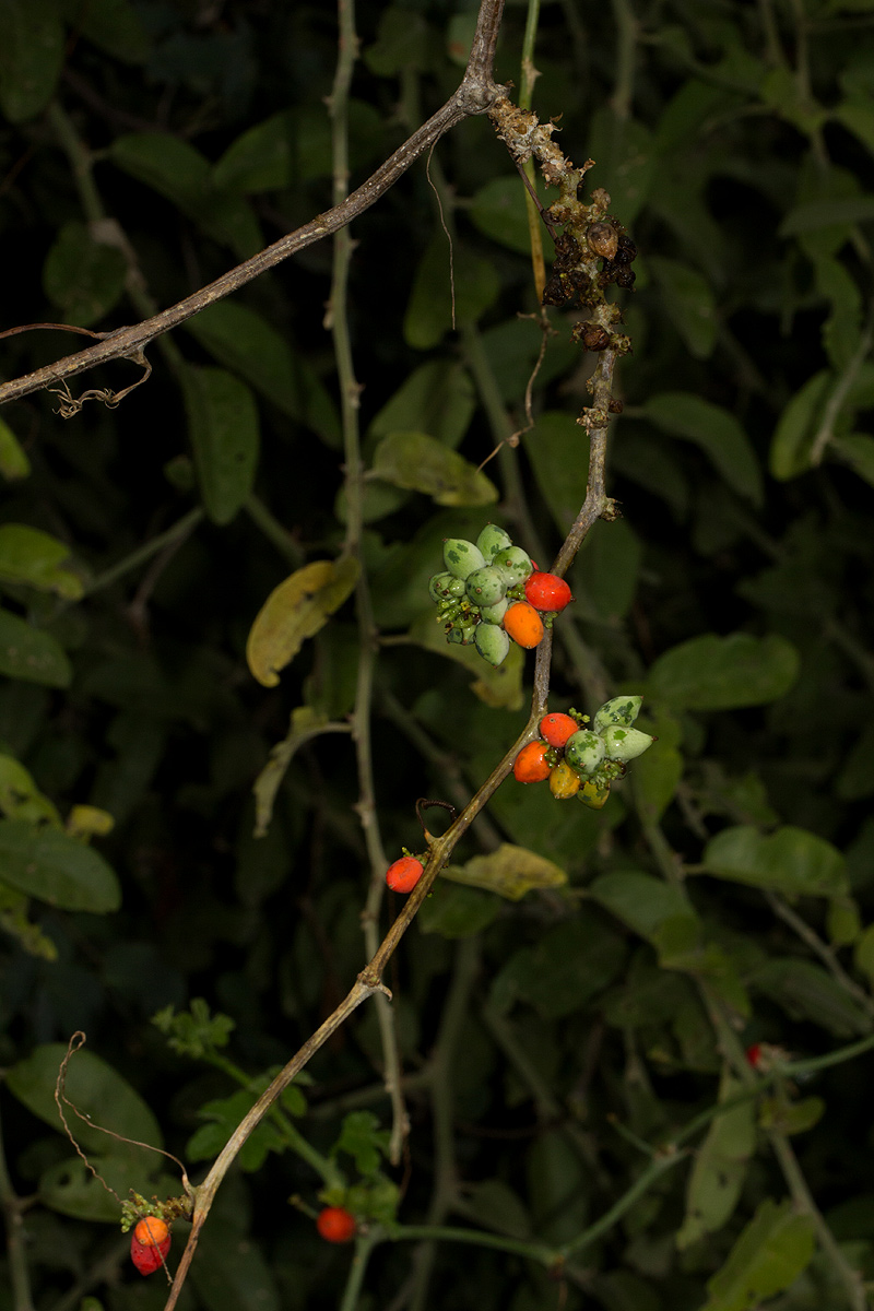 Corallocarpus bainesii Corallocarpus bainesii