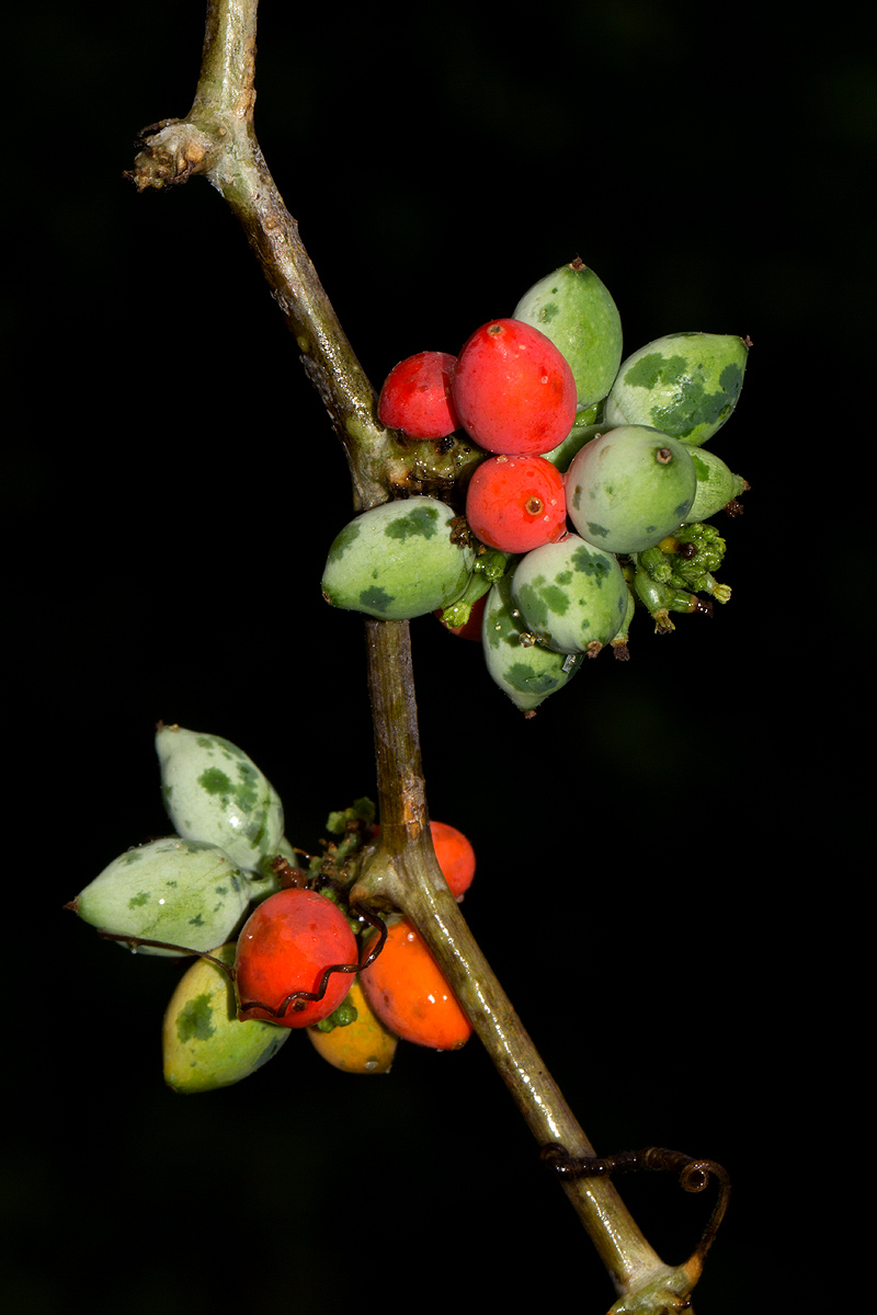 Corallocarpus bainesii Corallocarpus bainesii