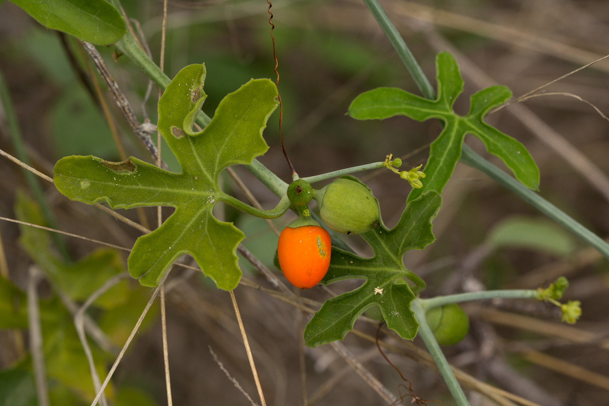 Corallocarpus bainesii Corallocarpus bainesii