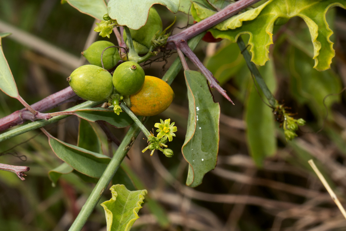 Corallocarpus bainesii Corallocarpus bainesii