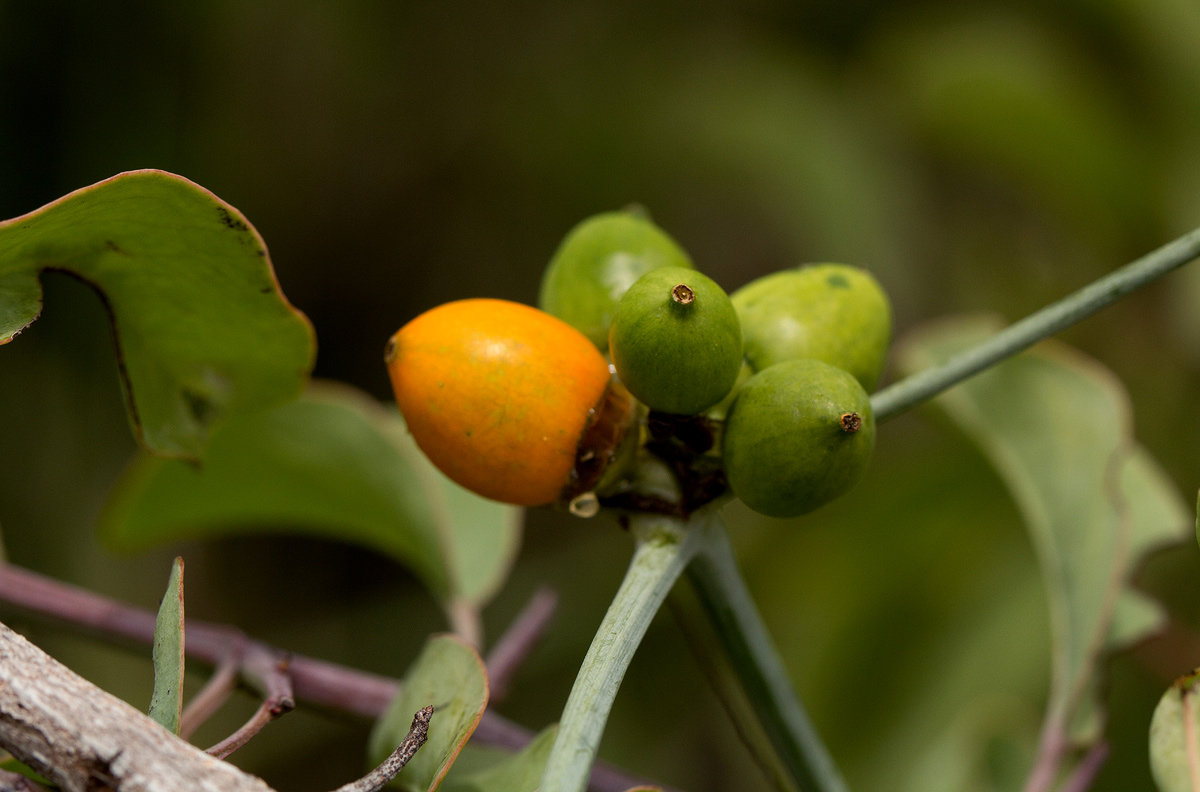 Corallocarpus bainesii Corallocarpus bainesii