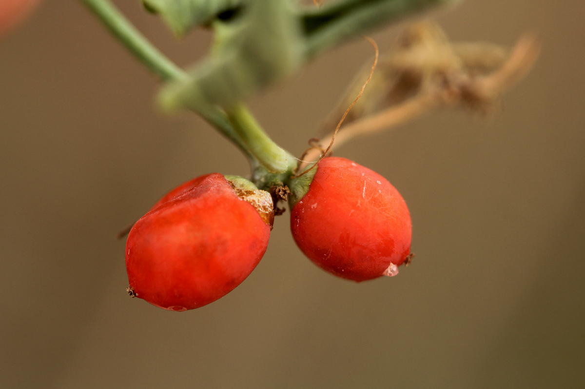 Corallocarpus bainesii Corallocarpus bainesii
