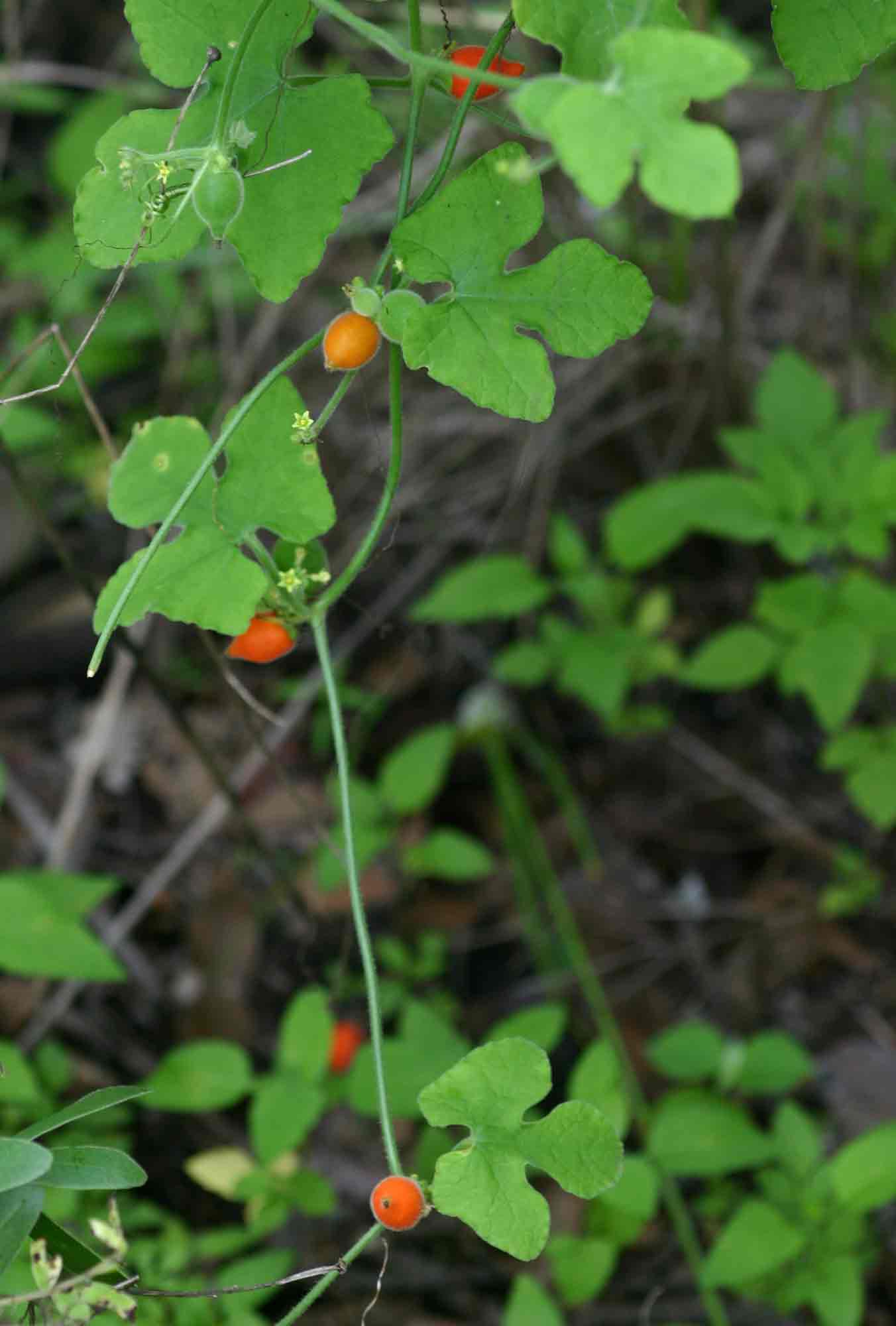 Corallocarpus boehmii Corallocarpus boehmii