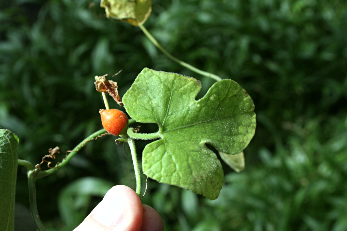 Corallocarpus boehmii Corallocarpus boehmii