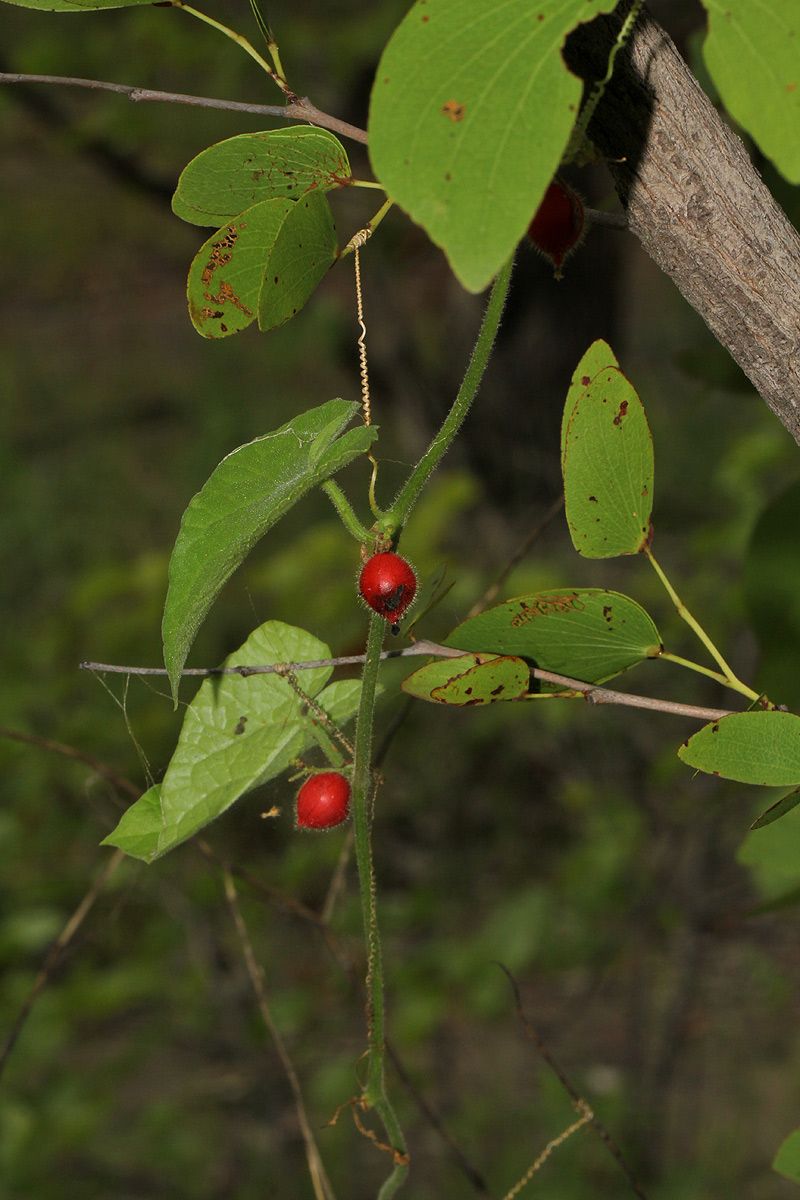 Corallocarpus boehmii Corallocarpus boehmii
