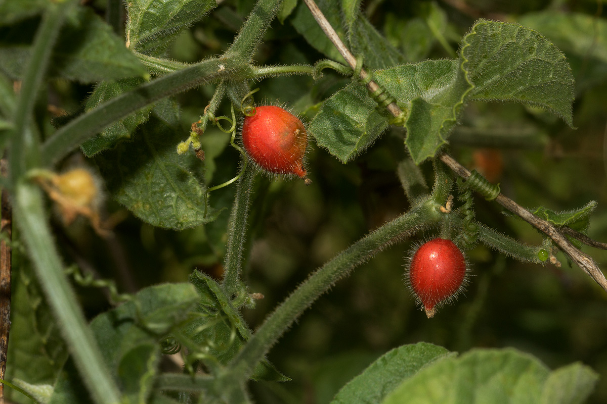 Corallocarpus boehmii Corallocarpus boehmii