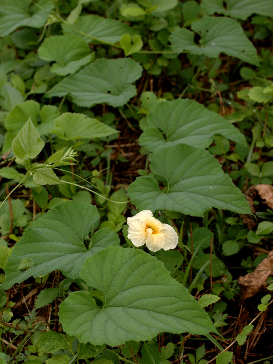 Momordica foetida Momordica foetida