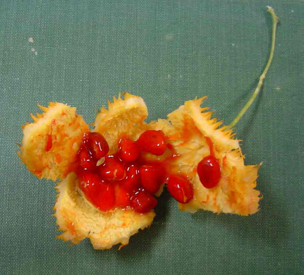 Momordica foetida Momordica foetida