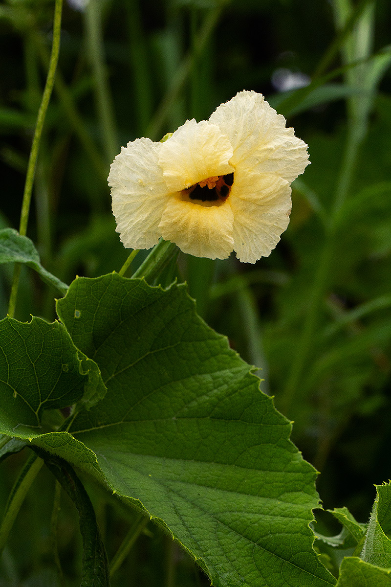 Momordica foetida Momordica foetida