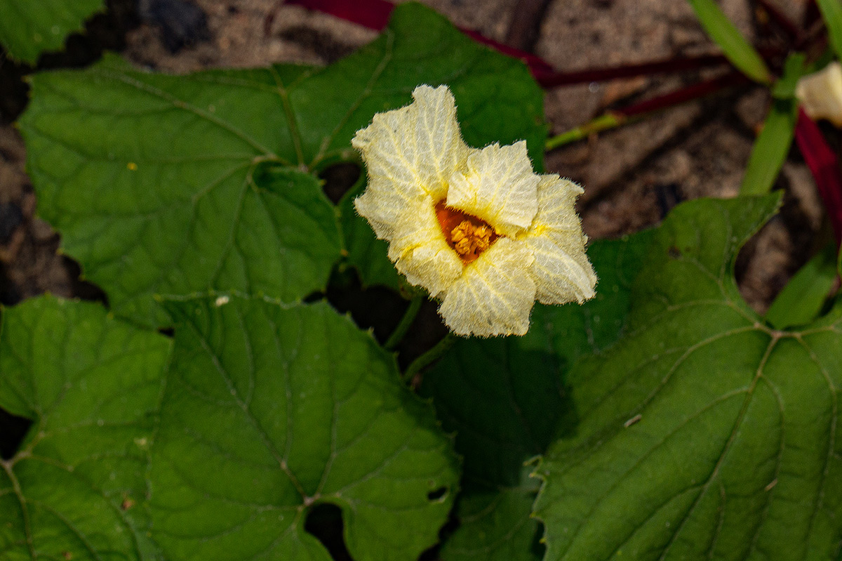 Momordica foetida Momordica foetida