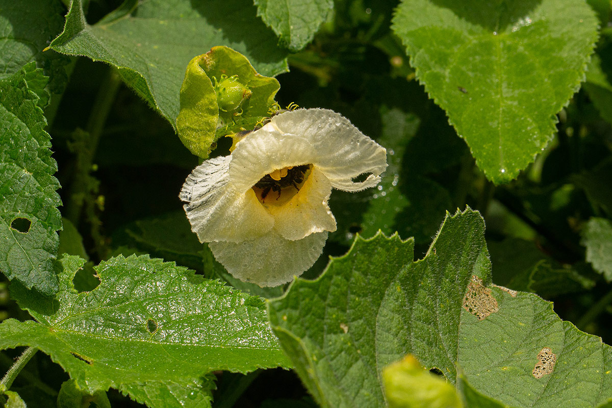 Momordica foetida Momordica foetida