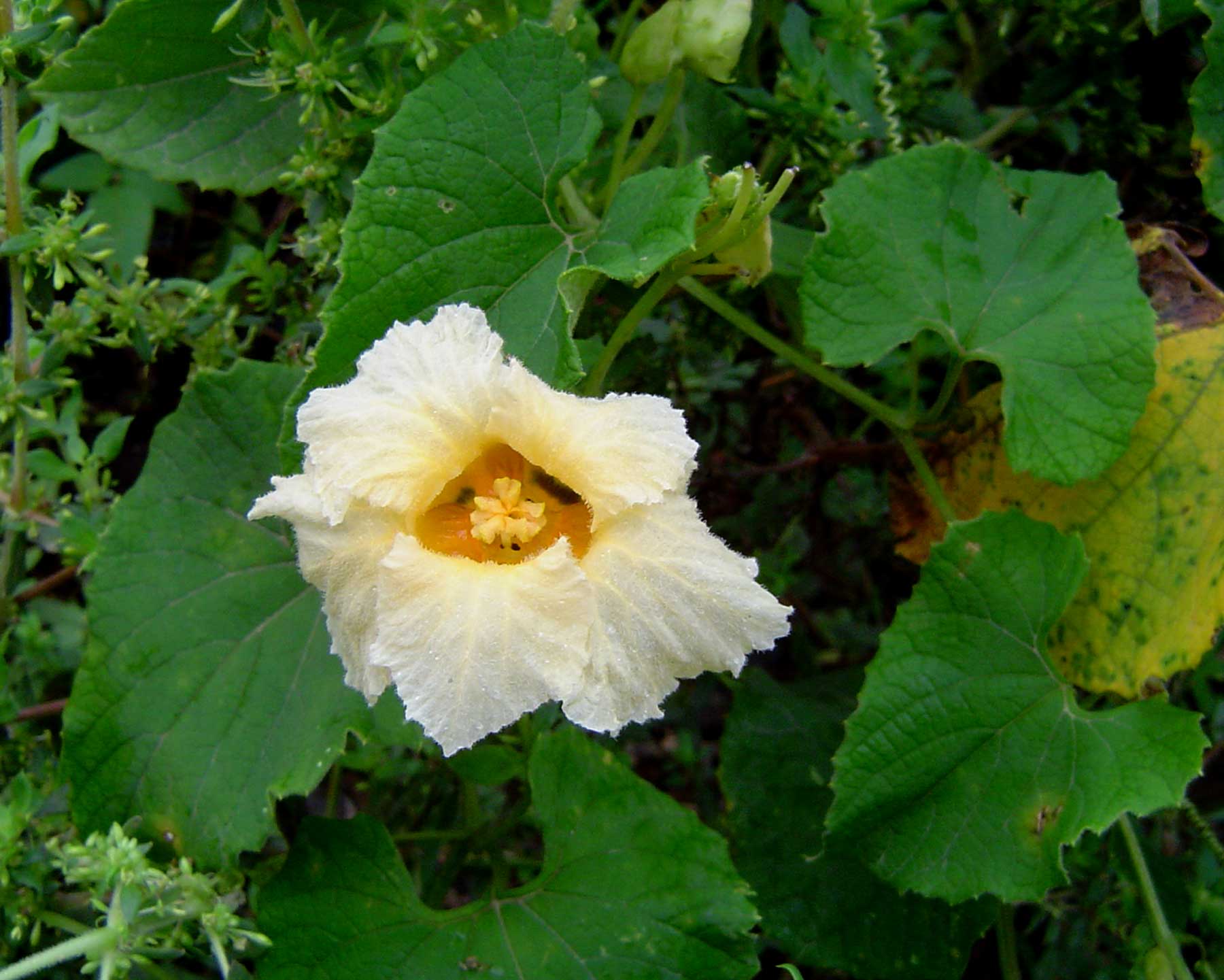 Momordica foetida Momordica foetida