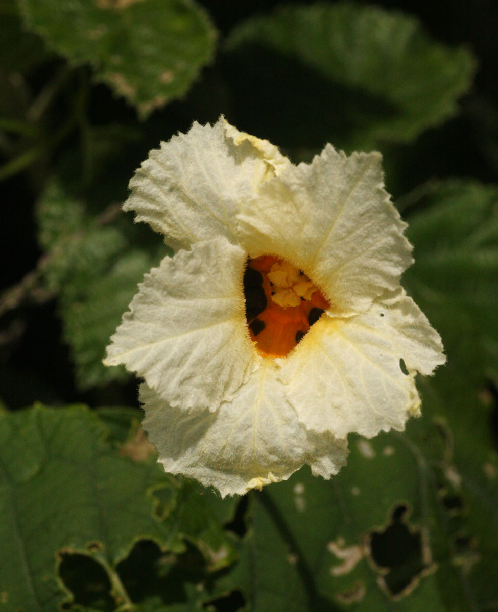 Momordica foetida Momordica foetida