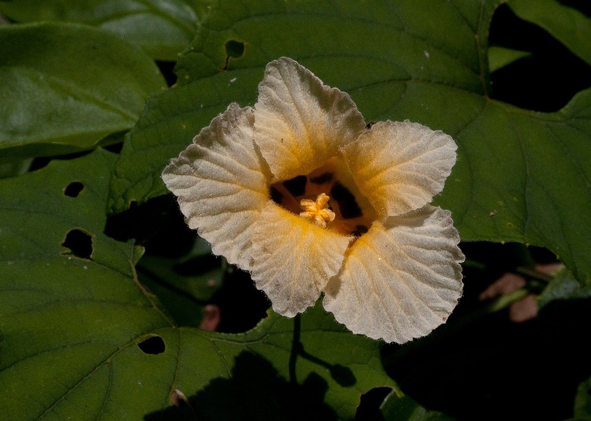 Momordica foetida Momordica foetida