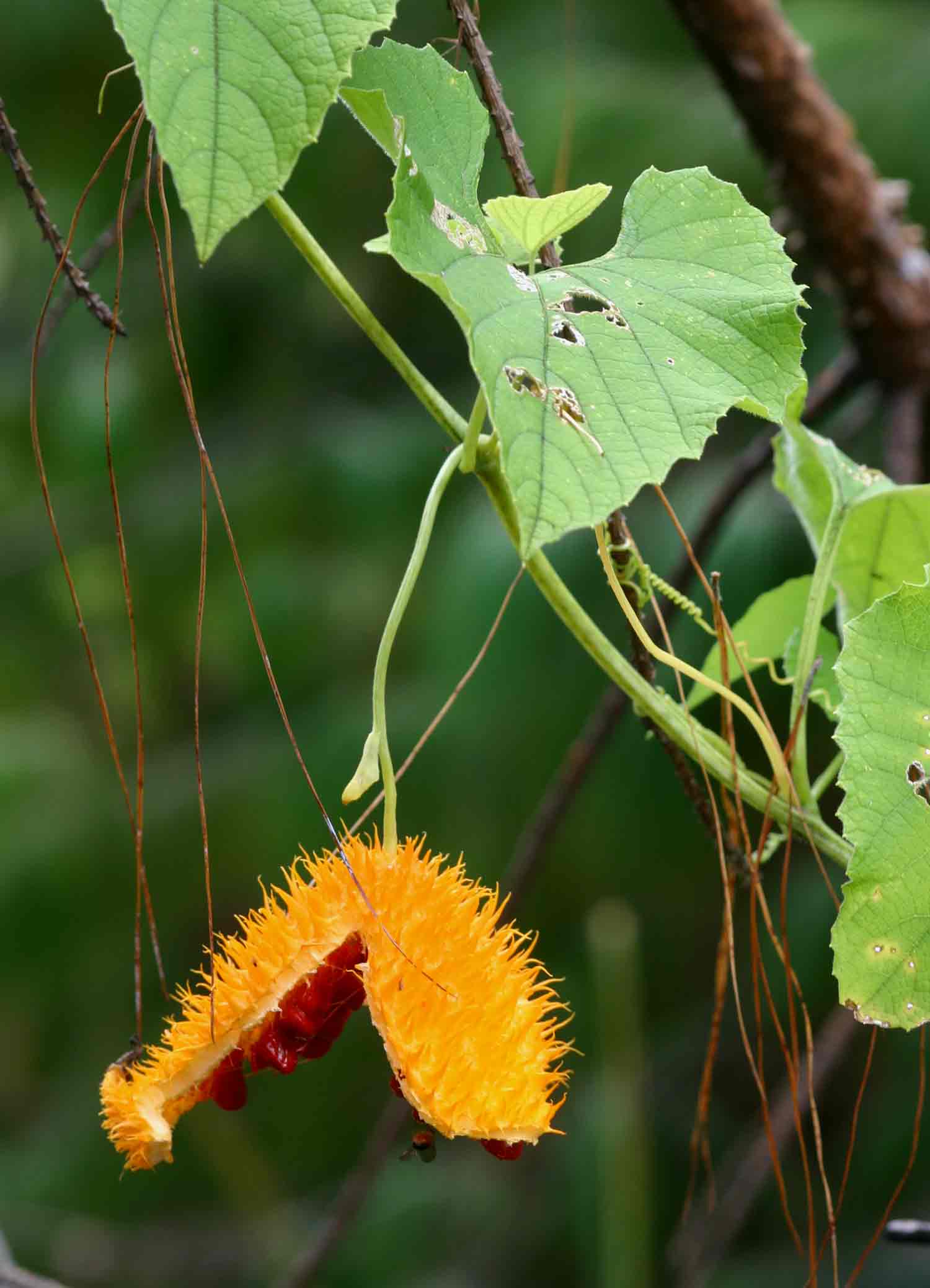 Momordica foetida Momordica foetida