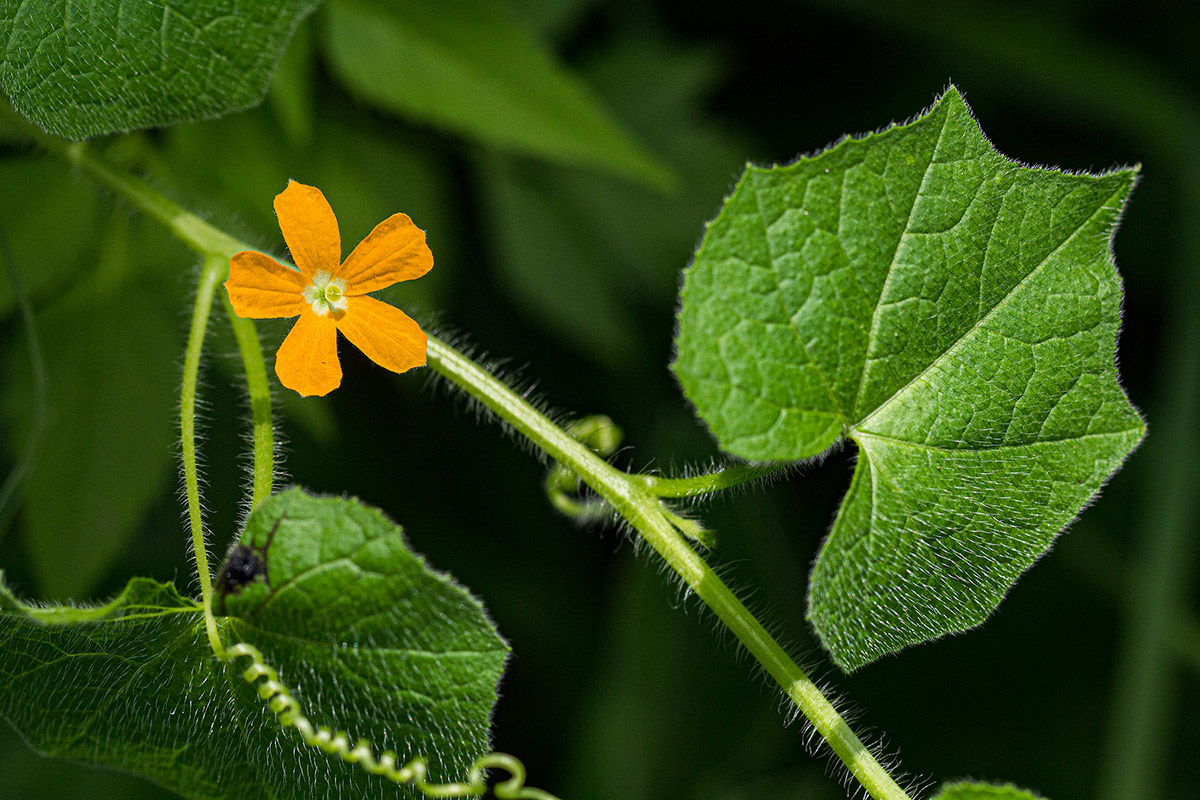 Momordica kirkii Momordica kirkii