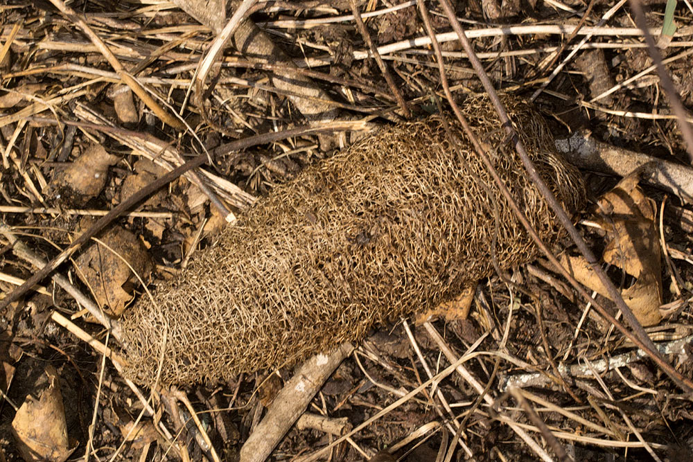 Luffa cylindrica Luffa cylindrica