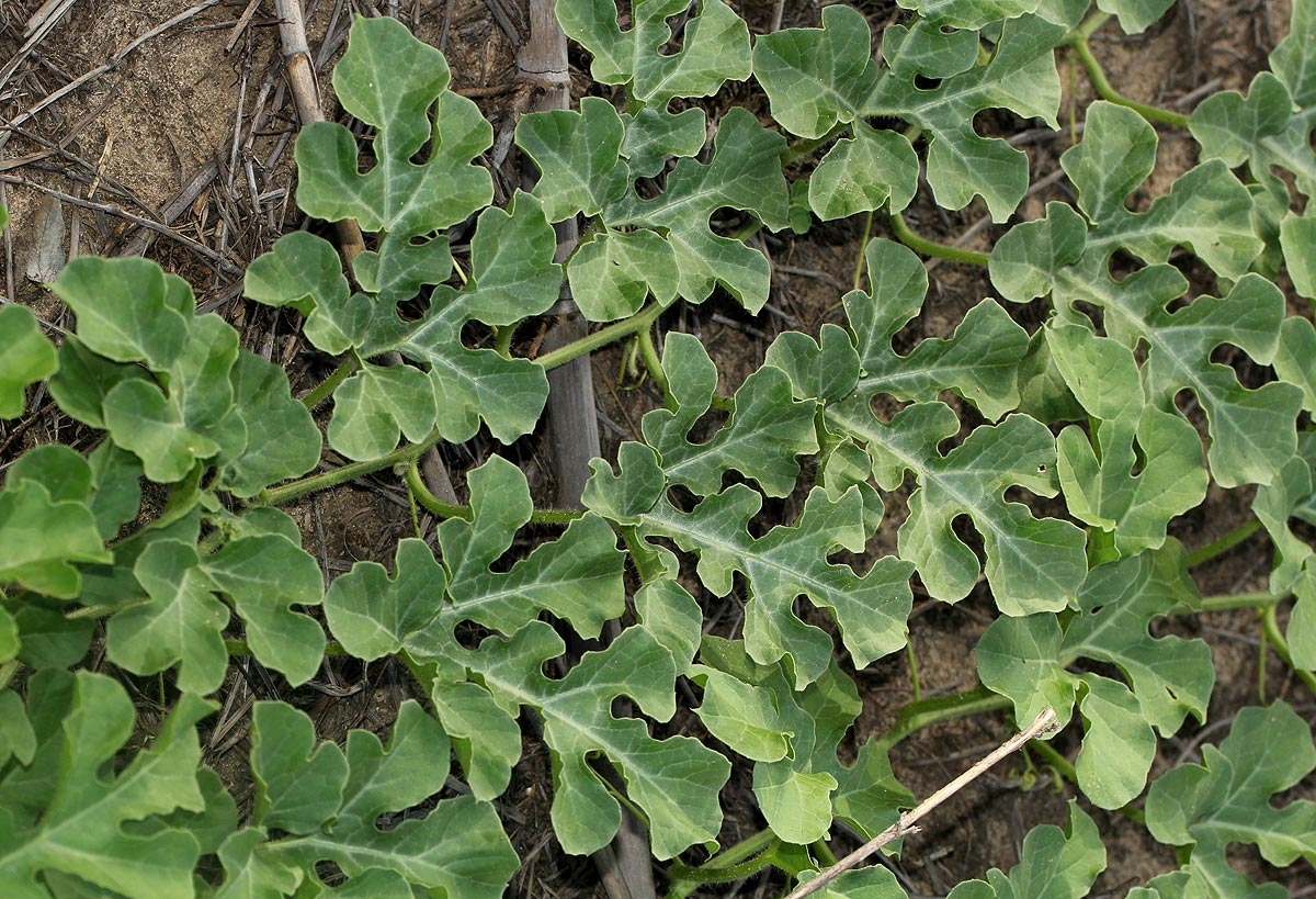 Citrullus lanatus Citrullus lanatus